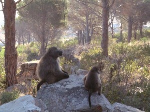 Mother Baboon with child