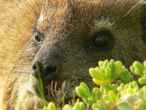 Close up of a Dassie at Cape of Good Hope-Cape Point Peninsula